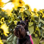 EmberTheBlackStandardSchnauzer - @ember_blackstandardschnauzer - Instagram