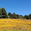 emelia flores - @emelia.flores5 - TikTok