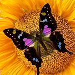 Emerald Jackson - @love_peace_harmony_happiness - Instagram