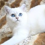 Emerald Thompson - @ilovemycat2007 - Instagram