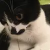 EMMERSON PERKINS - @emmersonfoodloverandcats - TikTok