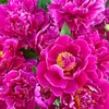 Emerson Raymond - @emerson.raymond5 - TikTok