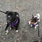 Maggie & Piper🐶 - @maggieandpiperspemery - Instagram