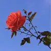 Äëšthëtïčš_101 - @äëšthëtïčš_101 - TikTok