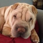 Emiko Kokonatsu Saito - @emiko_the_minisharpei - Instagram