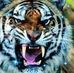 Emil Avram - Facebook