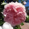 Emily Bravo - @emilybravo1310 - TikTok