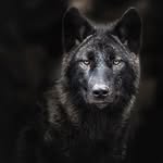 emil_samir - @emil_pawazade - Instagram