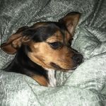 Milo - @emile_le_doux - Instagram