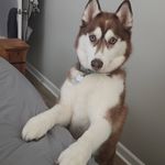 Emile Lessard - @lessard_emile - Instagram