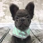 Emile palardy - @frenchiebyp - Instagram