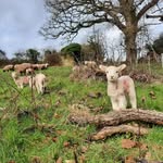 Emily Stephens - @ems_farming - Instagram