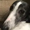 emiliahall83 - @emiliahall83 - TikTok