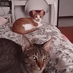 Emílio, Camilo & Amélia - @cameliocats - Instagram