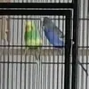 Rats are the best - @emilio.murphy2 - TikTok