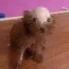 Emilio_yeeper - @emilio_yeeper - TikTok
