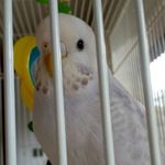 Emily Allard - @emzi_andherpets - Instagram