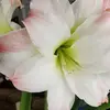 Emily Babbitt - @emily.babbitt2 - TikTok