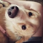Emily Baer - @3baerpaws - Instagram
