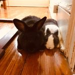 Emily Barth - @garbunzos_with_masala - Instagram
