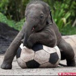 Emily Bastian - @i_love_animals_324 - Instagram