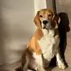 Бигль Эмили - @beagle_emily - TikTok