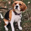 Beagle Emi🤍 - @beagle.emily - TikTok