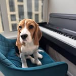 @emily.beagle - Instagram