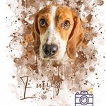 Emily , Beagle - @beagle_emmis_life - Instagram