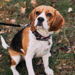 E•M•I•L•Y / BEAGLE🐾 - @emilly.beagle - Instagram
