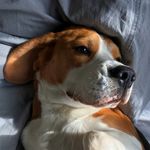 Emily Beagle - @emily.beagle1 - Instagram