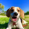 emily🤍 - @emily.the.beagle - TikTok