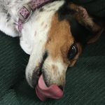 Emily Poe - @emily_beagle_ - Instagram