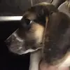 Emily the beagle - @emilythebeagle - TikTok