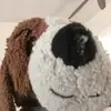 its_emily_beagle - @its_emily_beagle - TikTok