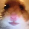 Emily Bear - @emily_.bear - TikTok