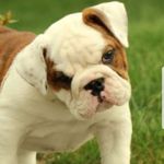 emily blain - @blain_emily - Instagram