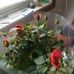 Emily Bone - Facebook