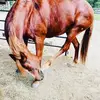 Emily Bozzi - @emilytoby_eventing - TikTok