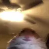 emily - @emilybranton54 - TikTok