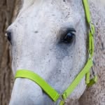 Sarah Damas - @emilybricksonhorses - Instagram