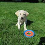 Bedford Dog LLC Emily Brill - @americandogmagofficial - Instagram