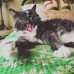 Emily Brim - @pawsnpages - Instagram