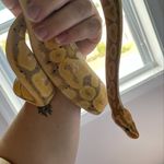 Emily Butts - @bettysrepsandgecks - Instagram