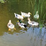 Emily Cadle - @three_sisters_homestead_ - Instagram
