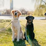 Emily, Chéri, Cady, and Fern🐾 - @cheri.and.fern - Instagram