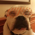 emilycirilo - @awesome_bullsogs569 - Instagram