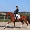 Emily Coller - @emilycollerdressage - TikTok
