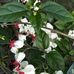 Emily Comeda - Facebook