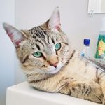 Emily Comstock - @kovu_potato_cat - Instagram